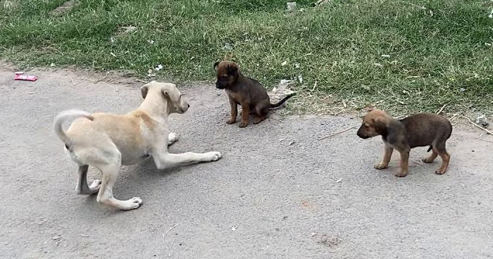 Dog Goes Crazy With Joy When He Meets His Cousin For The First Time ...