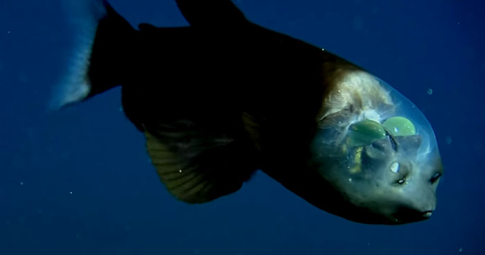 A Deep-Sea Fish With A Transparent Head And Tubular Eyes | Klipland.com