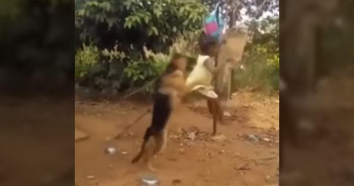 Dog Pushing Child On Swing | Klipland.com