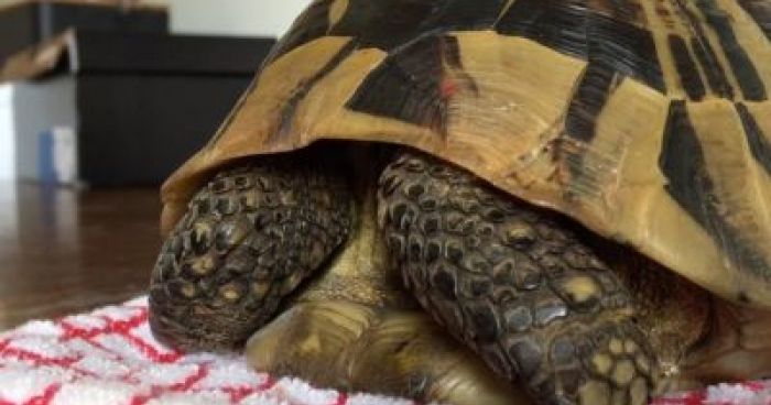 Owner Wakes Up A Turtle In The Refrigerator | Klipland.com