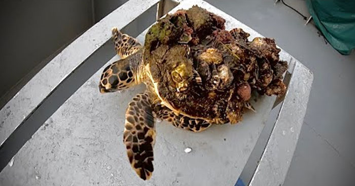 Man Removes Barnacles From Poor Sea Turtle In Trouble | Klipland.com