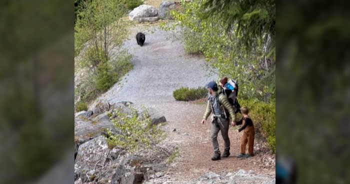 Bear Stalks Family Along Hiking Trail In Whistler, Canada | Klipland.com