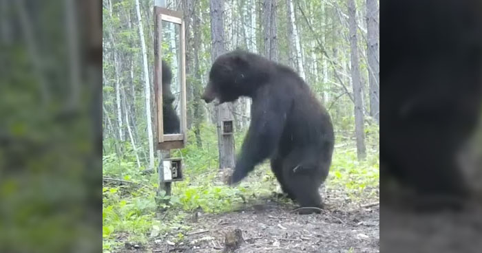 Bear Has Hilarious Response After Seeing His Reflection In A Mirror ...