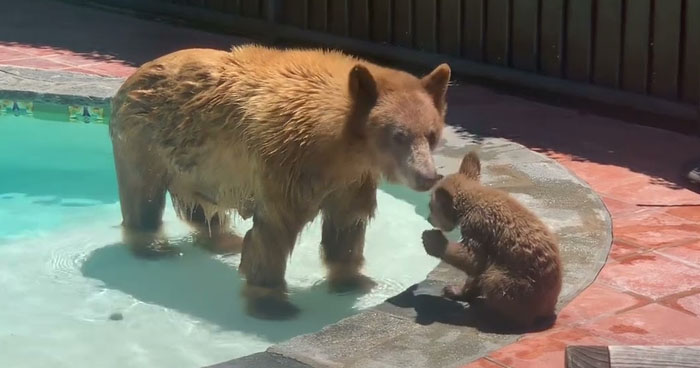 Mama Bear And Cub Use A Pool To Cool Down | Klipland.com