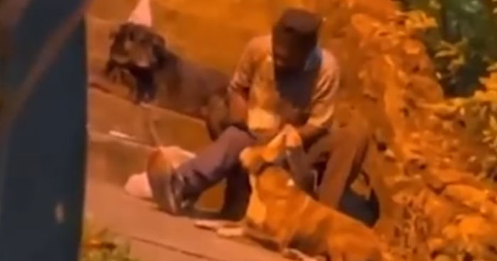 Homeless Man Celebrates Birthday With Two Of His Dogs | Klipland.com