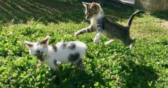 Two Cats Having Fun Playing With Each Other | Klipland.com
