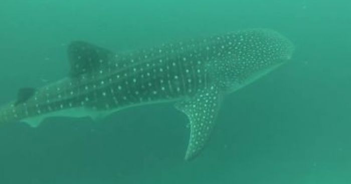 Whale Shark During Maldives Dive | Klipland.com