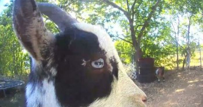 Goat Camera Goat Rings Doorbell Camera | Klipland.com