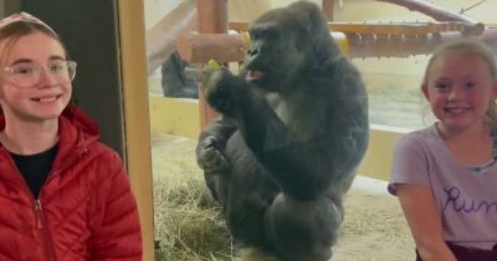 Gorilla Doesn't Appear To Appreciate Introduction | Klipland.com