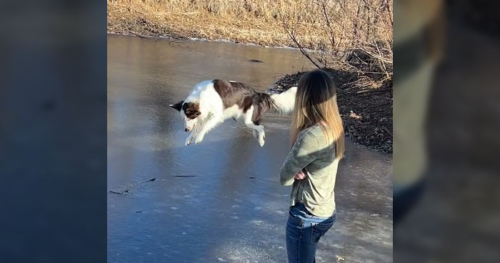 Border Collie Copies Owner and Tries To Break Ice on Lake in Adorable Clip