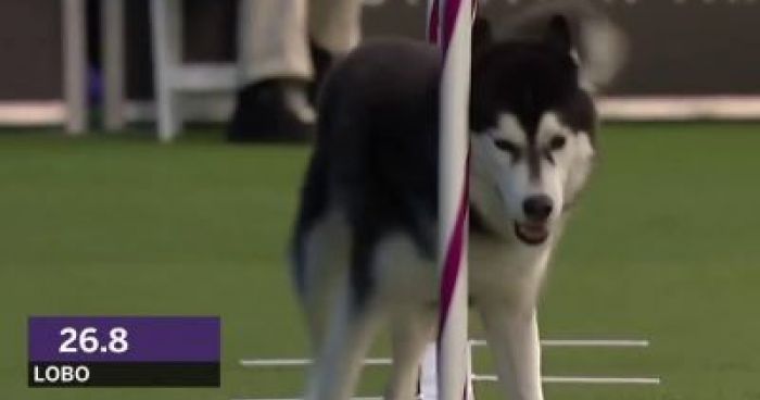 Husky Vs Border Collie Agility Klipland