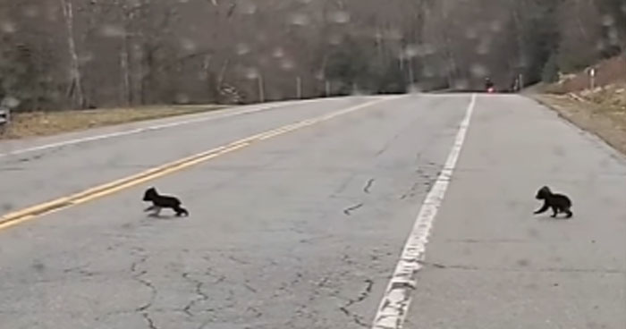 Mama Bear And Little Cubs Spotted On Road | Klipland.com