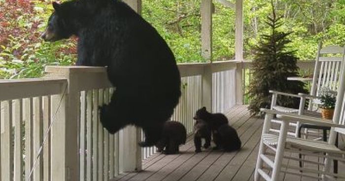 Homeowner Captures A Moment With A Mama Bear And Her Four Cubs ...