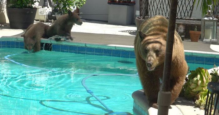 Mama Bear Swims In Pool With Two Cubs As They Play With Shoes ...