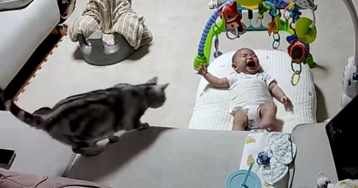 Cat Comforts Crying Baby Klipland