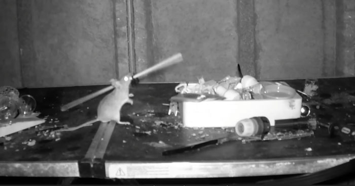 Rodney Mouse Mouse Filmed Tidying Up Man's Shed Every Night | Klipland.com