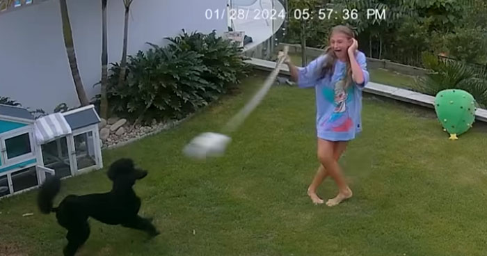 12-Year-Old Girl Swings Python To Save Pet Guinea Pig | Klipland.com
