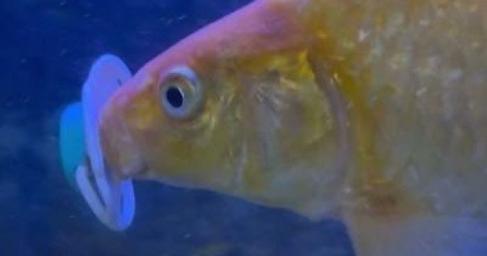 Fish Pacifier Fish Seen Sucking Pacifier | Klipland.com