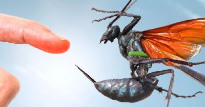 Man Gets Stung By A Giant Tarantula Hawk | Klipland.com