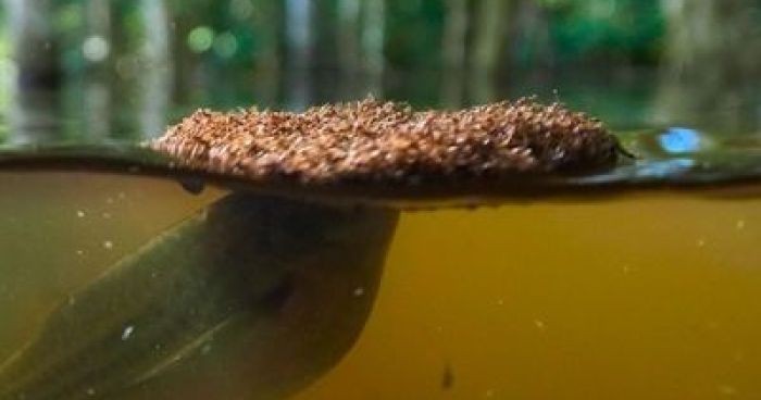 Red Ant Raft Fire Ants Build A Living Raft | Klipland.com