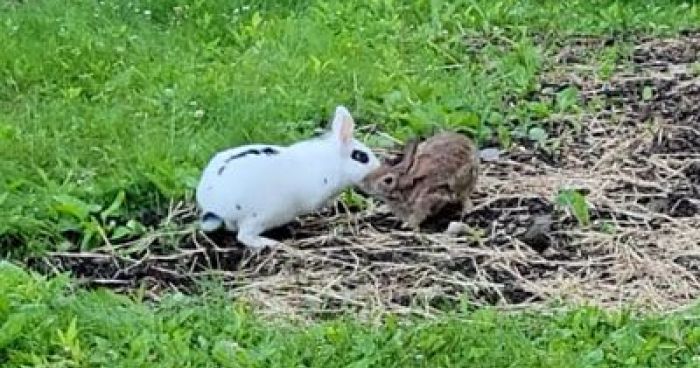 Pet Bunny Meets Wild Rabbit | Klipland.com