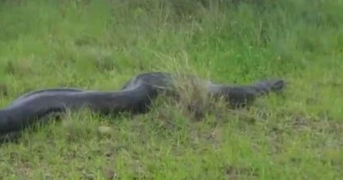 Massive African Rock Python Spotted In Ballito | Klipland.com