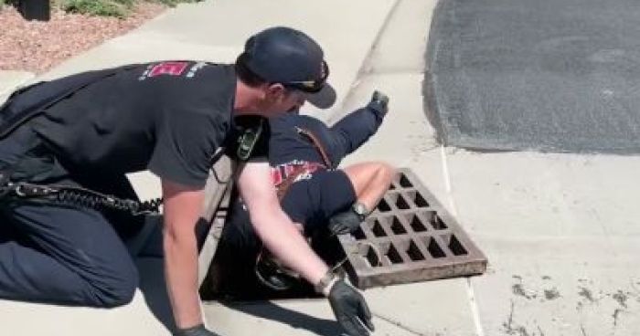Fire Department Rescues Ducklings From Storm Drain | Klipland.com