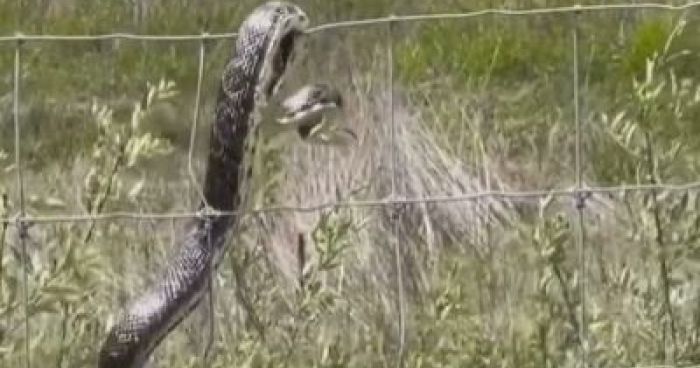 Snake Gets Shocked By An Electric Fence Klipland