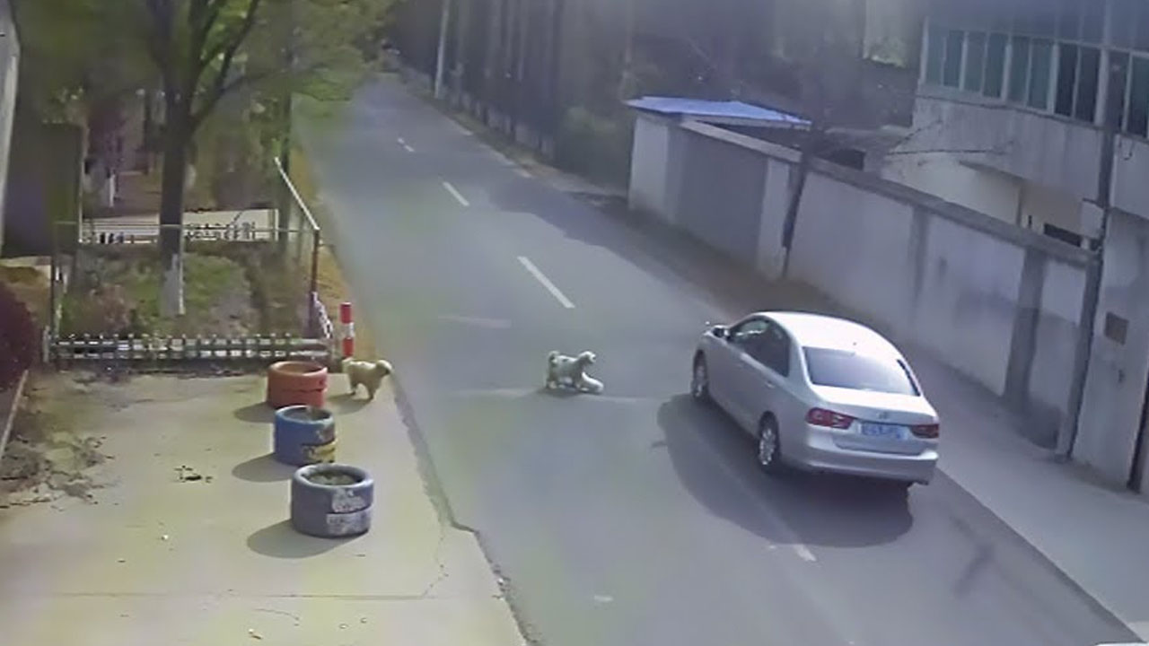 Two stray dogs saved their canine friend, after he was hit by a car in China