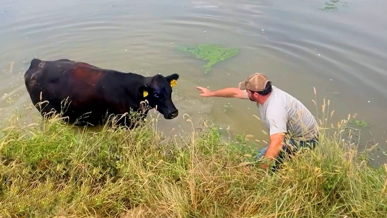 Mama cow begs stranger to rescue her calf stuck in a pond