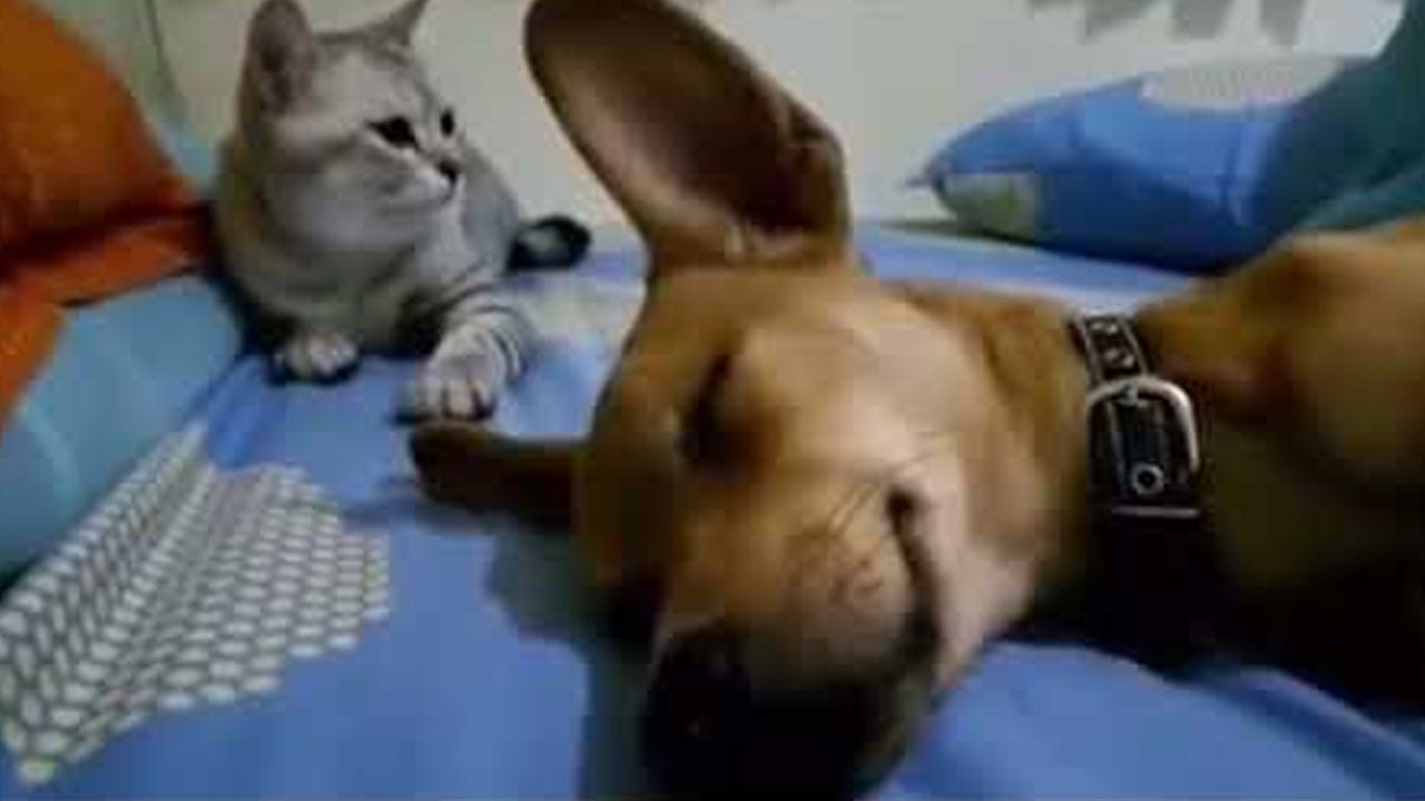 Cat didn't like the dog's move while he was asleep