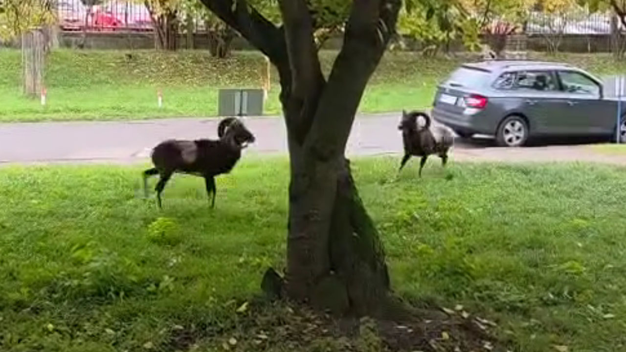 Two mouflons battle outside a city hospital in Prague