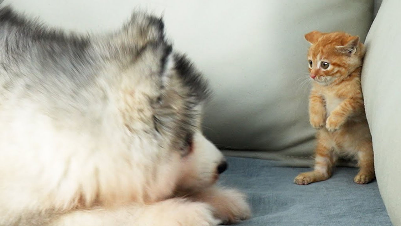Alaskan Malamute puppy meets a kitten for the first time