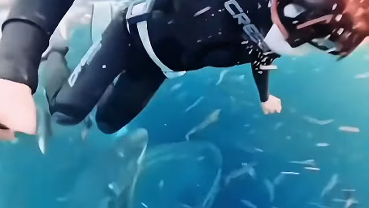 Woman diver almost swollen by a humpback whale off the coast of Norway