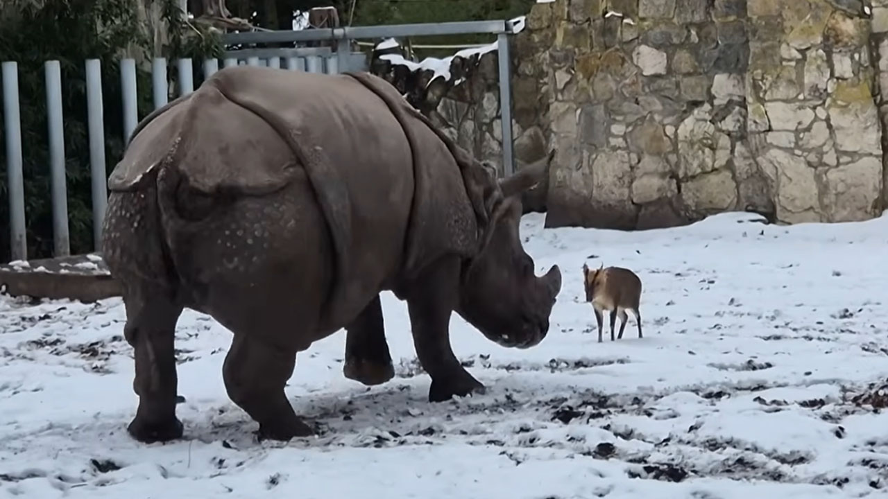 Tiny 13 kg deer takes on a giant rhino in Wroclaw ZOO