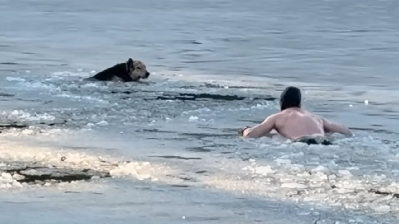 Volodymyr Fedorov saving an exhausted dog from drowning in the icy Dnieper River