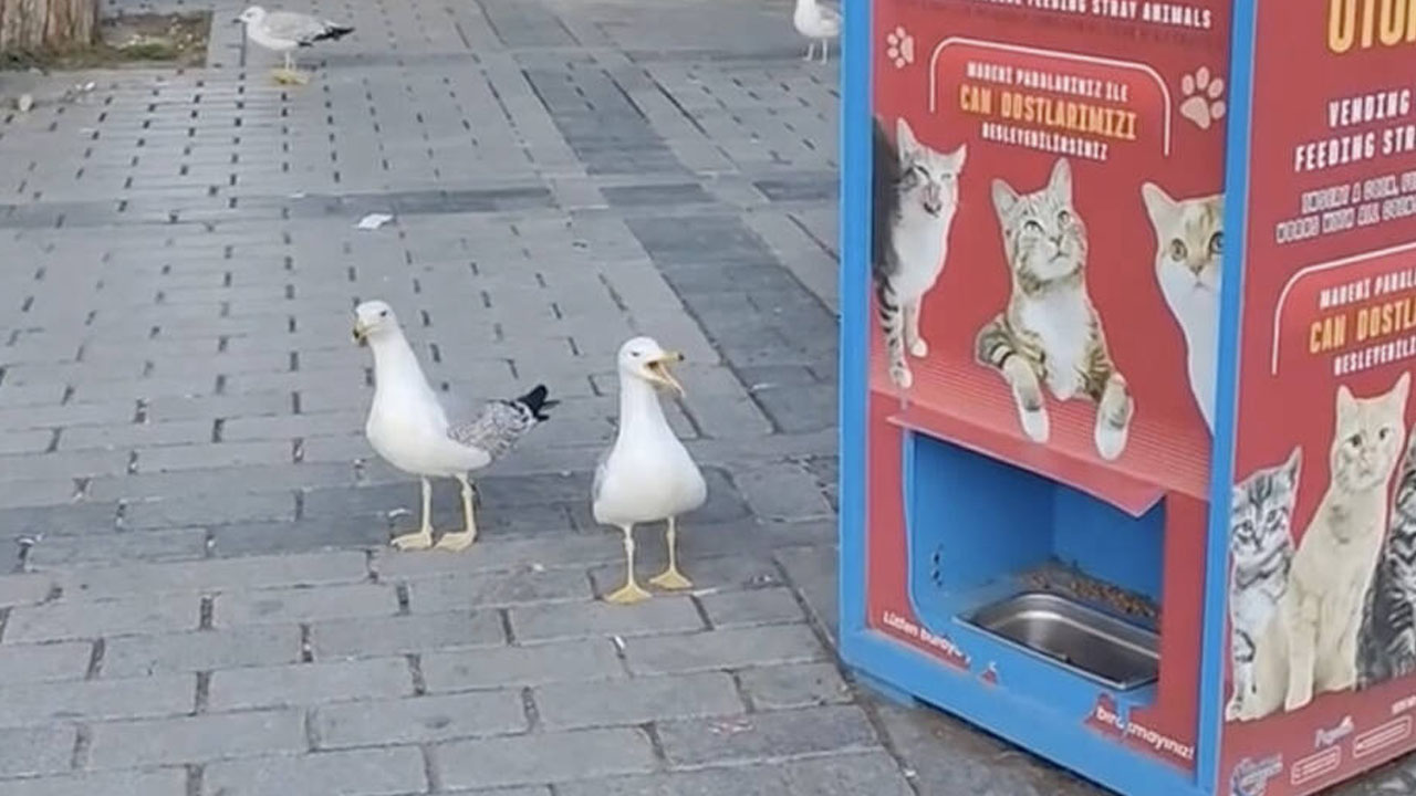 Seagulls in Istanbul, Turkey imitate cat meows to get kibble