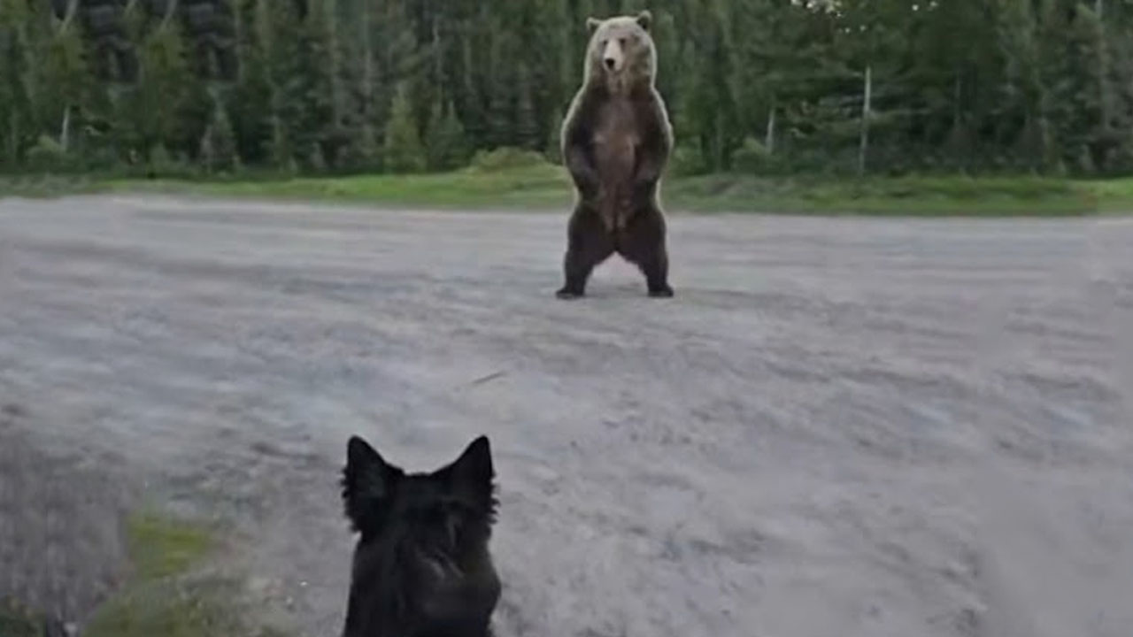 Grizzly bear circles a woman and her dog in Canada
