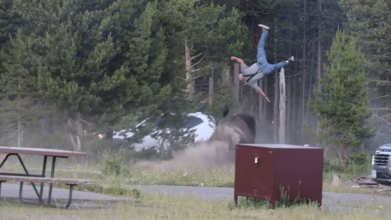 Bison throws elderly man more than two meters into the air