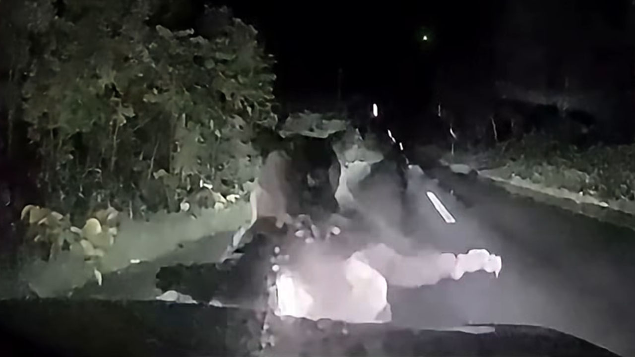 Bear attacks car in Japan while protecting its cub