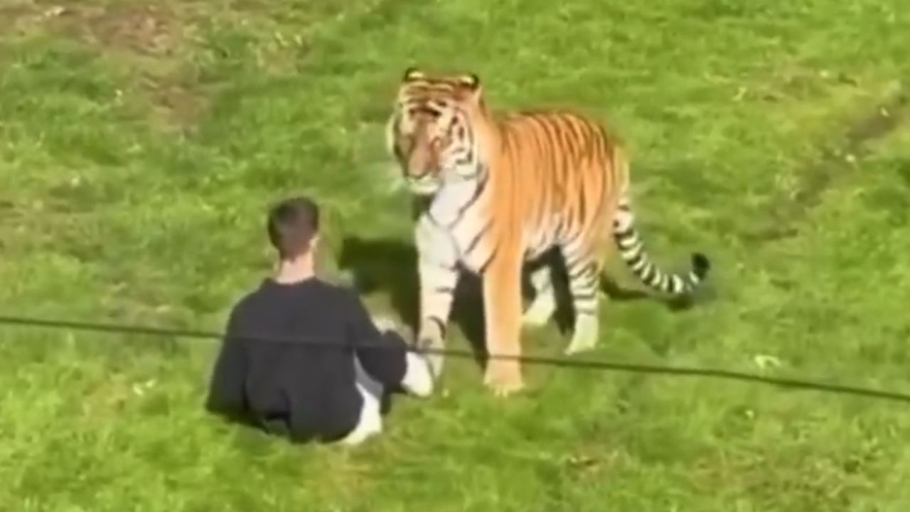 Man inside the tiger enclosure at Yorkshire Wildlife Park